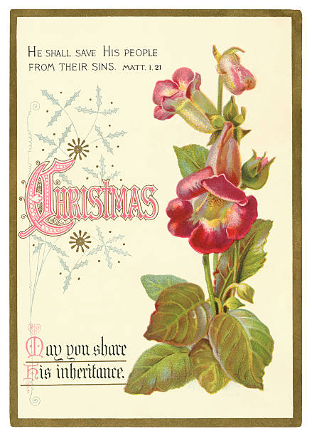 210+ Digitalis Purpurea Foxglove Plants Antique Illustration Stock
