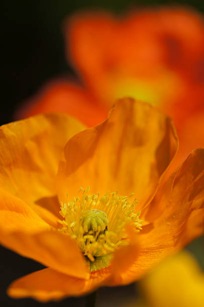 Close-up of a vibrant orange poppy flower with detailed petals and yellow stamens against a soft green background