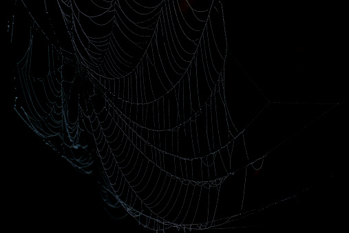 Spider Web on the black Backgrounds, dew on the spider web