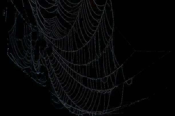 Photo of Spider Web