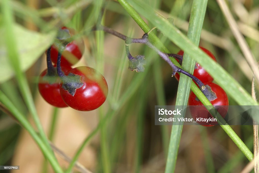 Mughetto - Foto stock royalty-free di Accoppiamento