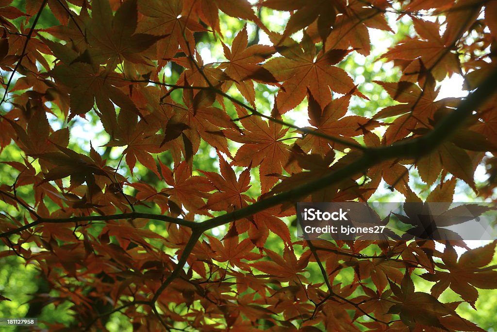 추절 오랑주 단풍 잎 - 로열티 프리 0명 스톡 사진