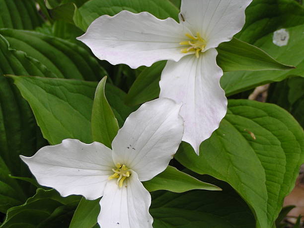 Cтоковое фото Trilliums