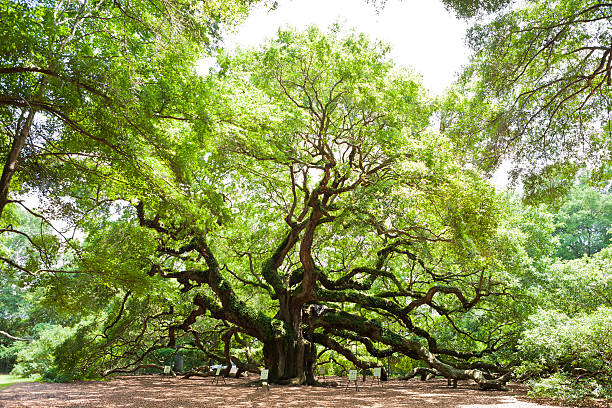 istock Angel Oak Tree In Charleston, South Carolina 181128142
