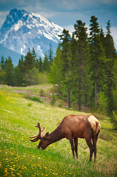 alce no parque nacional de banff - parque-nacional-de-banff imagens e fotografias de stock