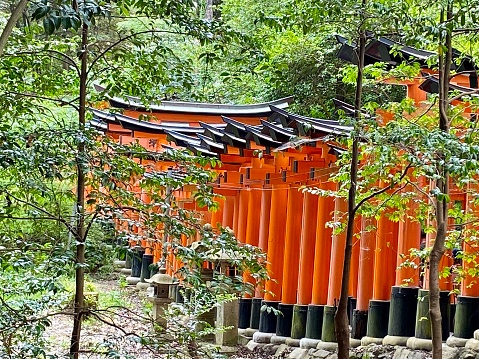 Fushimi Inari-taisha is the head shrine of the kami Inari, located in Fushimi-ku, Kyoto, Kyoto Prefecture, Japan. The shrine sits at the base of a mountain also named Inari which is 233 metres  above sea level, and includes trails up the mountain to many smaller shrines which span 4 kilometres  and take approximately 2 hours to walk up

The highlight of the shrine is the rows of torii gates, known as Senbon Torii. The custom to donate a torii began spreading from the Edo period (1603–1868) to have a wish come true or in gratitude for a wish that came true, with successive gates being added up to the present day by donors out of gratitude. Along the main path there are around 800 torii gates.