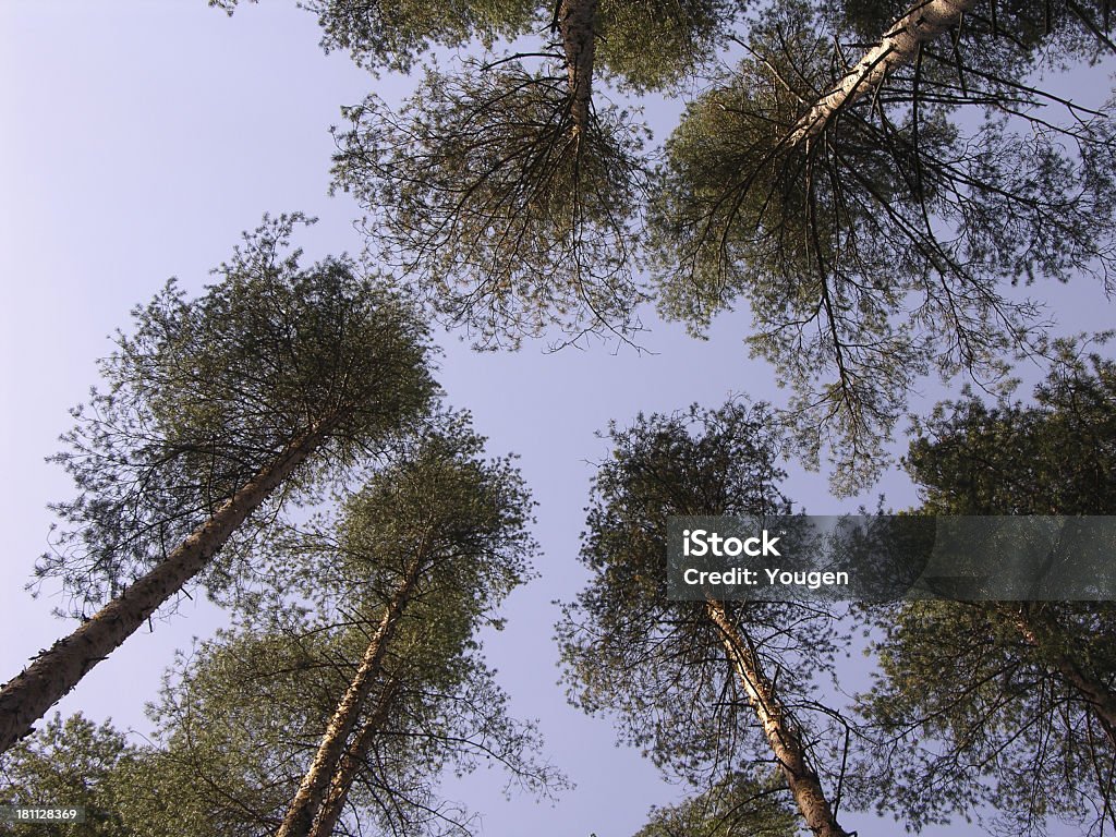 Pinewood The tops of the trees. Bush Stock Photo