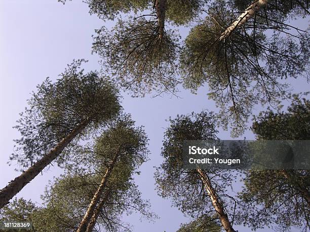Pinewood Stock Photo - Download Image Now - Bush, Forest, Greenwood - Mississippi