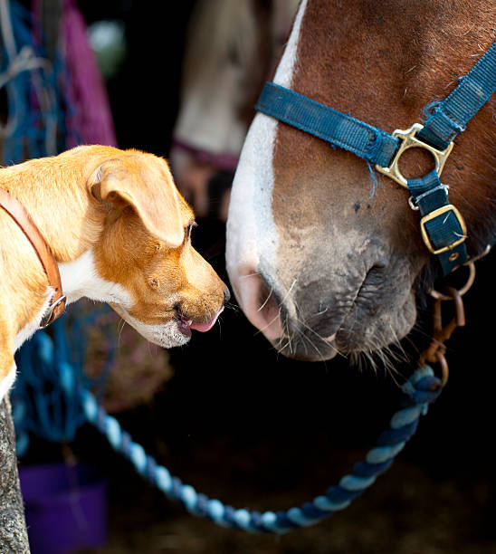 istock young dog and horse 181128583