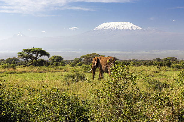 istock Elephant in front of Mount Kilimanjaro, Kenya 181128589