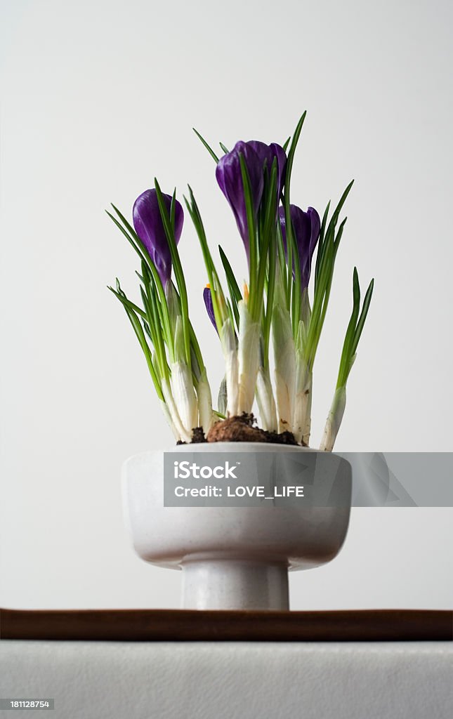 Primavera crocus - Foto de stock de Apartamento royalty-free