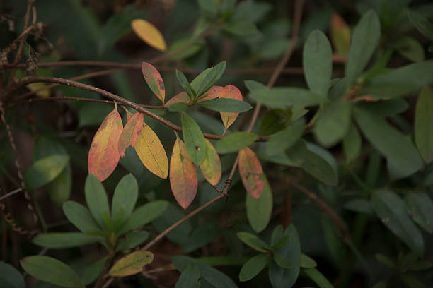 istock full frame of green leaves 181128800