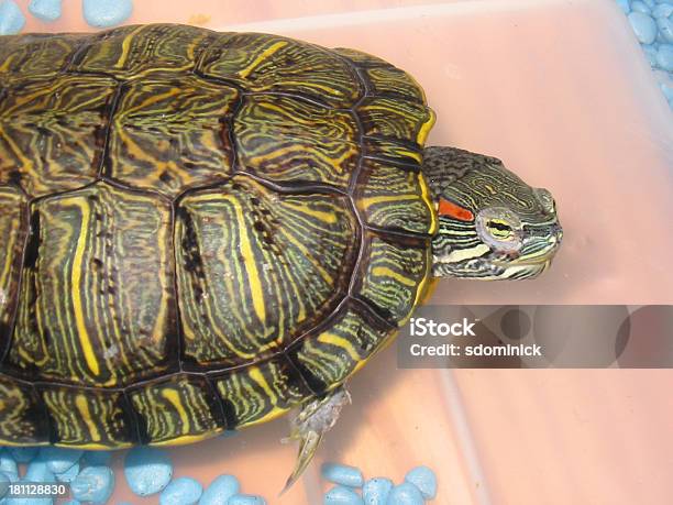 Red Eared Slider Turtle Stockfoto und mehr Bilder von Aquarium - Haustierbedarf - Aquarium - Haustierbedarf, Aquatisches Lebewesen, Bunt - Farbton