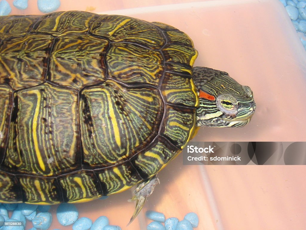 Red Eared Slider Turtle - Zbiór zdjęć royalty-free (Akwarium)