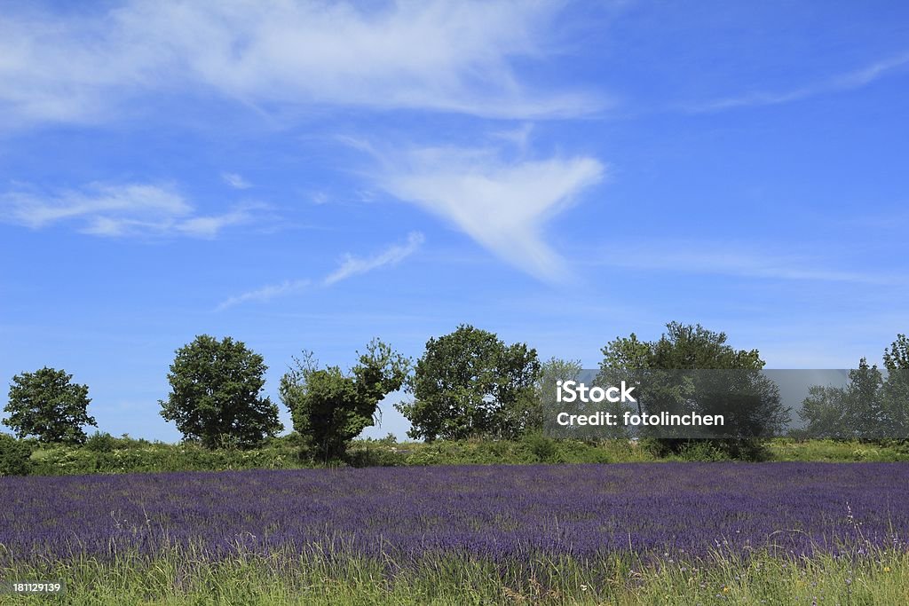 Lavendelfeld in der Provence, Frankreich - Lizenzfrei Baumblüte Stock-Foto