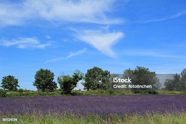 Lavendelfeld In Der Provence Frankreich Stockfoto und mehr Bilder von Baumblüte - Baumblüte, Blume, Blüte