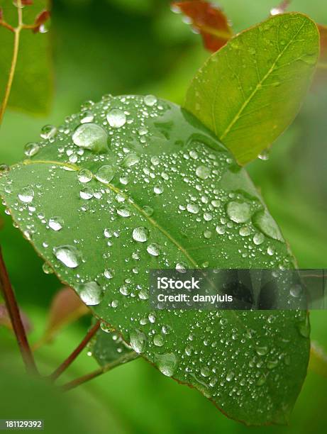 Raindrops В Виде Листьев — стоковые фотографии и другие картинки Без людей - Без людей, Брызги, Вертикальный