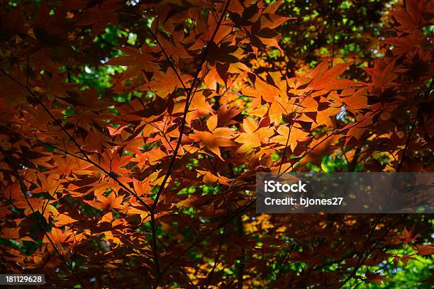 Herbst Orange Ahorn Blätter Stockfoto und mehr Bilder von Ahorn - Ahorn, Ast - Pflanzenbestandteil, Baum