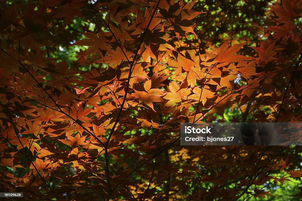 Autunno, Foglie di acero arancione - Foto stock royalty-free di Acero