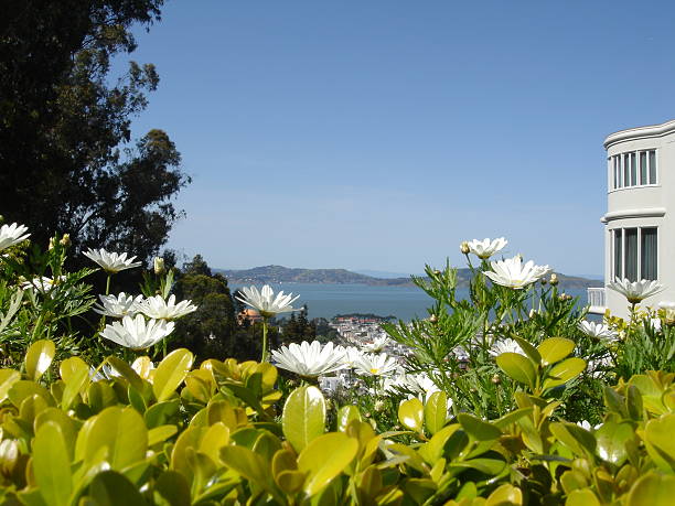 Flores vista de - foto de stock