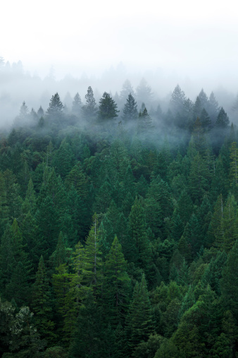 Fog and mist surround a Redwood forest in northern California.