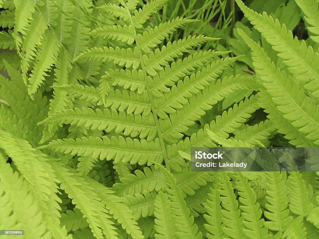 Ferns - Royalty-free Animal Foto de stock
