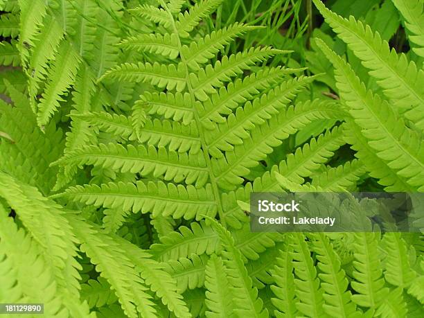 Ferns - Fotografias de stock e mais imagens de Animal - Animal, Flora, Fotografia - Imagem