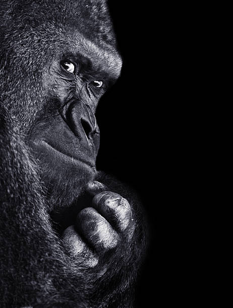Gorilla Gorilla on black background looking at camera gorilla photos stock pictures, royalty-free photos & images