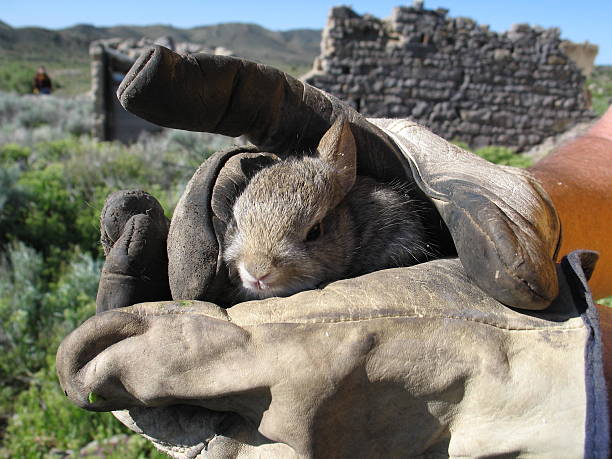 Tiny Bunny in a Ghosttown stock photo