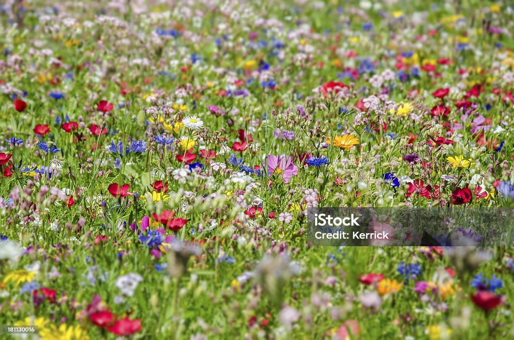 Bunte Wiese mit Wildblumen im Sommer - Lizenzfrei Baumblüte Stock-Foto