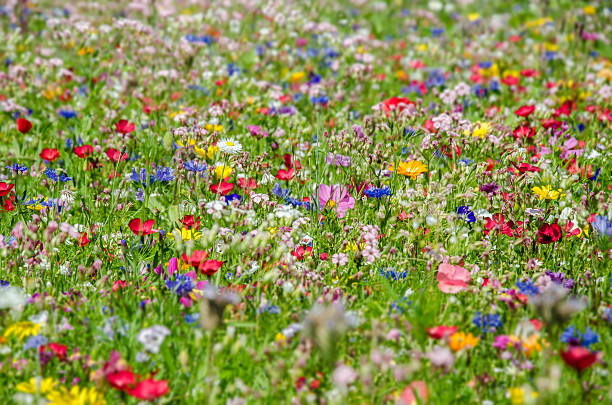 istock colorful meadow with wildflowers in summer 181130016