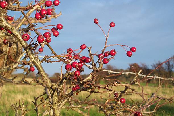 Berries stock photo