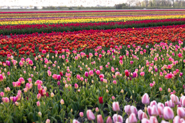 istock Colorful multicolored blooming tulips on a field in Holland 1811300974