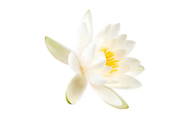 White Lotus flower isolated on white background. Clipping path included.