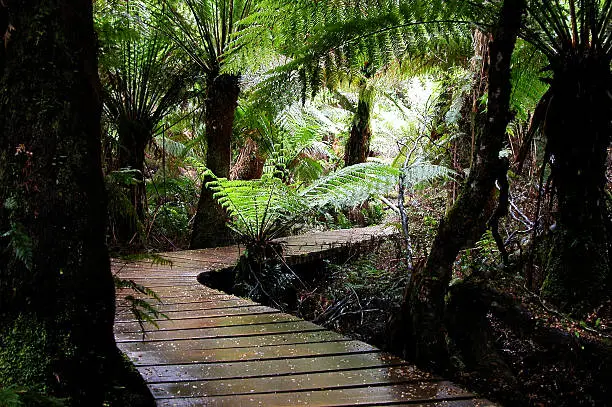 Nicely constructed walkway to conserve the Aussie rainforests