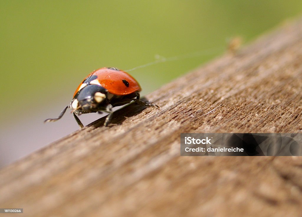 Nahaufnahme eines Marienkäfer - Lizenzfrei Fotografie Stock-Foto