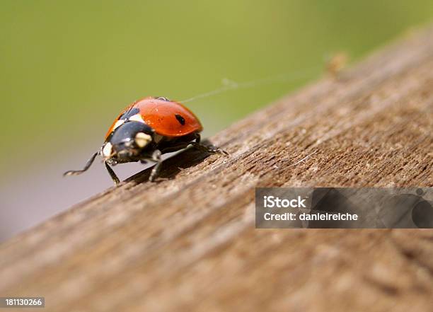 Plano Aproximado De Uma Joaninha - Fotografias de stock e mais imagens de Animal - Animal, Fotografia - Imagem, Horizontal