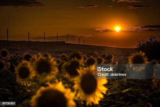 Sunflowers フィールド - Horizonのストックフォトや画像を多数ご用意 - Horizon, イルミネーション, キク科