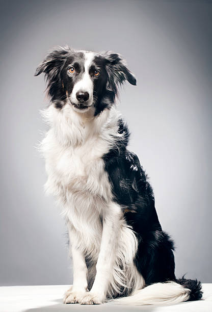 istock Portrait of a Border Collie 181130582