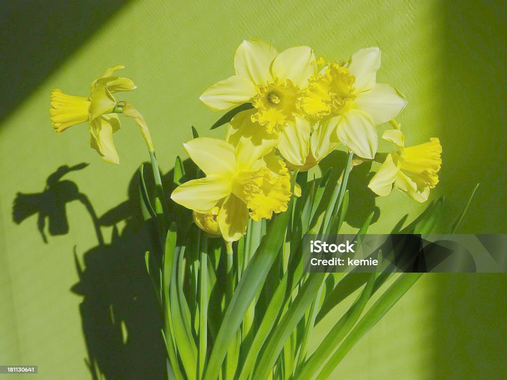 daffodils - Royalty-free Amarelo Foto de stock