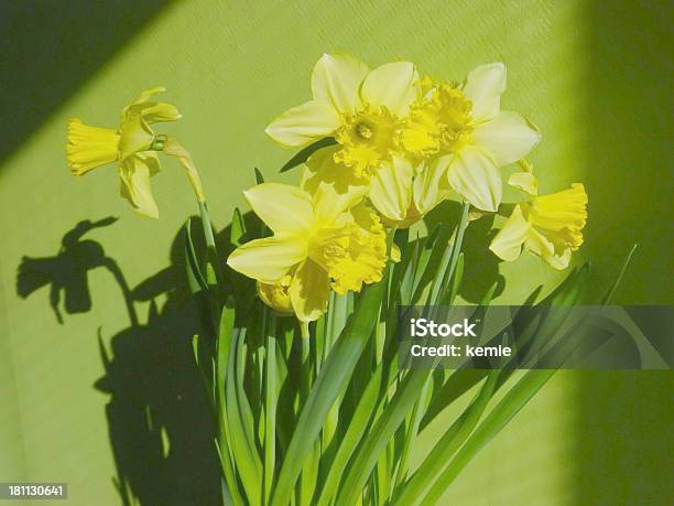 Daffodils - Fotografias de stock e mais imagens de Amarelo - Amarelo, Botão - Estágio de flora, Bouquet