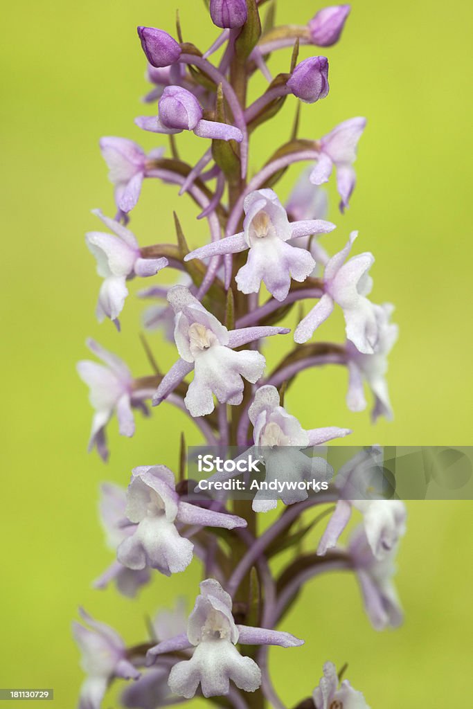 Fragrante Orchidea (Gymnadenia conopsea) - Foto stock royalty-free di Ambientazione esterna