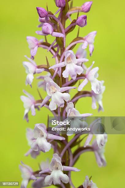 Fragrante Orchidea - Fotografie stock e altre immagini di Ambientazione esterna - Ambientazione esterna, Bellezza naturale, Close-up