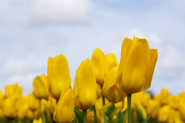 bright yellow large tulip flowers on a light sky background