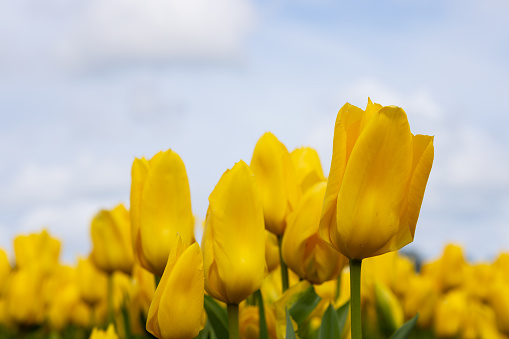bright yellow large tulip flowers on a light sky background