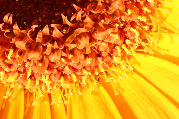 Flower closeup stock photo