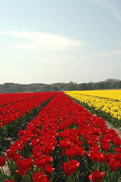 Typical Tulip fields in the Netherlands stock photo