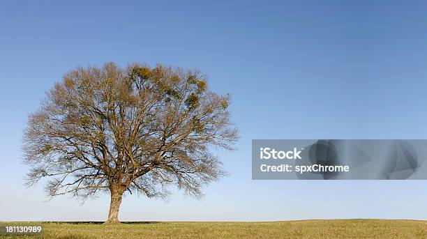 Lone Tree Cielo Azzurrospazio Per Il Testo - Fotografie stock e altre immagini di Agricoltura - Agricoltura, Albero, Ambientazione esterna