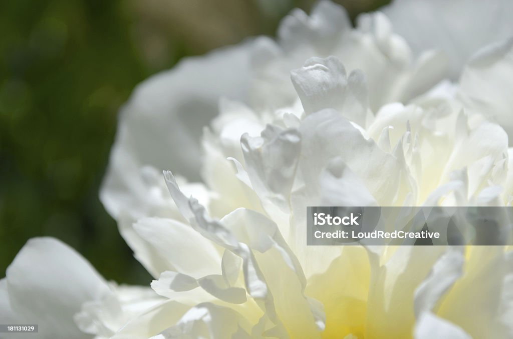 Peonia primo piano - Foto stock royalty-free di Aiuola