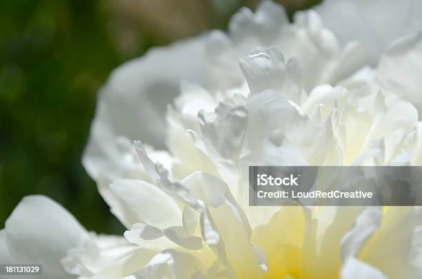 Peonia Primo Piano - Fotografie stock e altre immagini di Aiuola - Aiuola, Bellezza naturale, Bianco